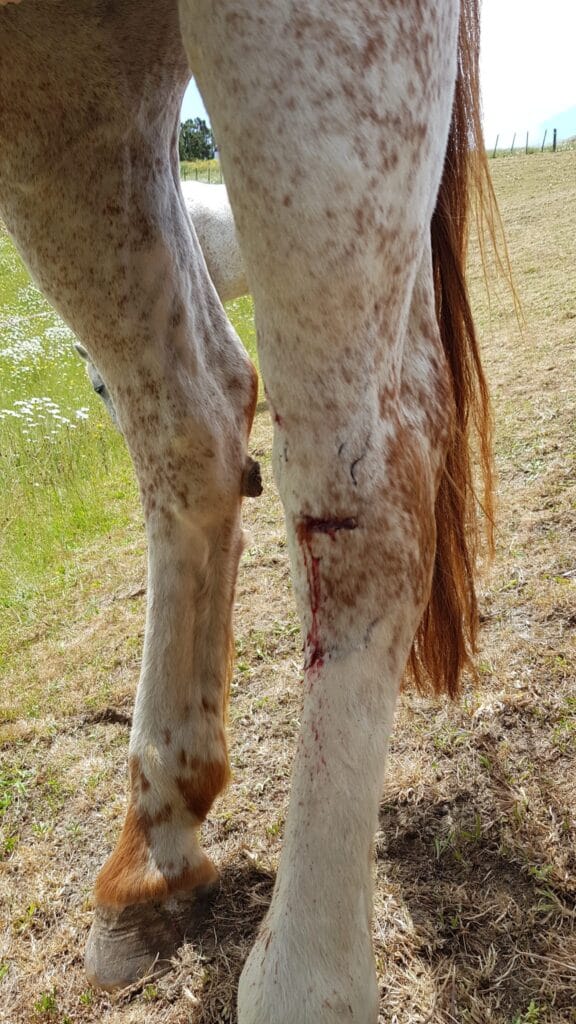 A horse hind leg with a bleeding cut just across the joint