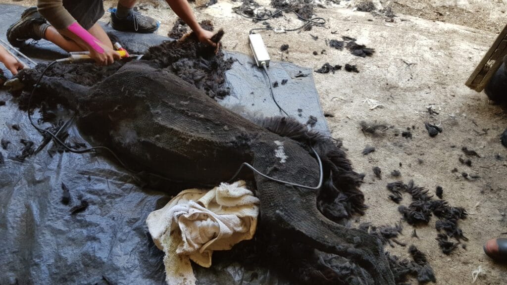 Black alpaca tied to the ground on a black canvas, being shorn, lots of fluff everywhere on the ground