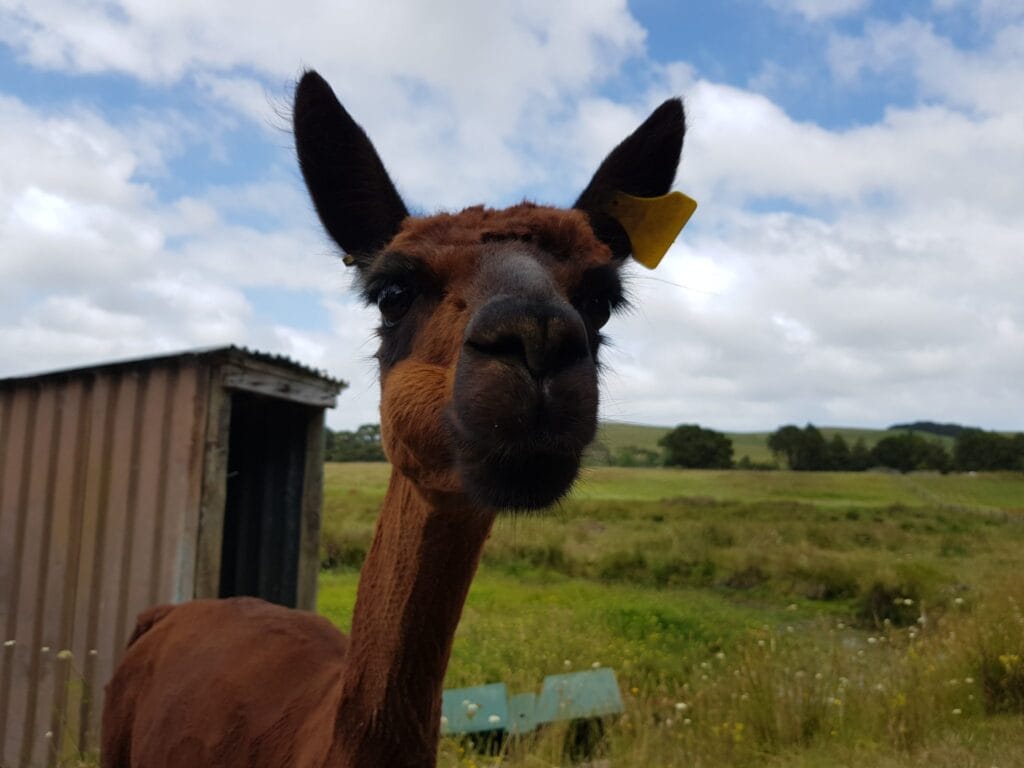 Brown alpaca getting close to the camera
