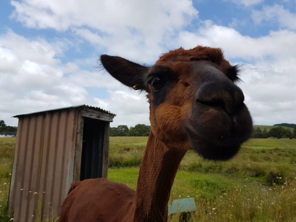 Brown alpaca getting closer to the camera