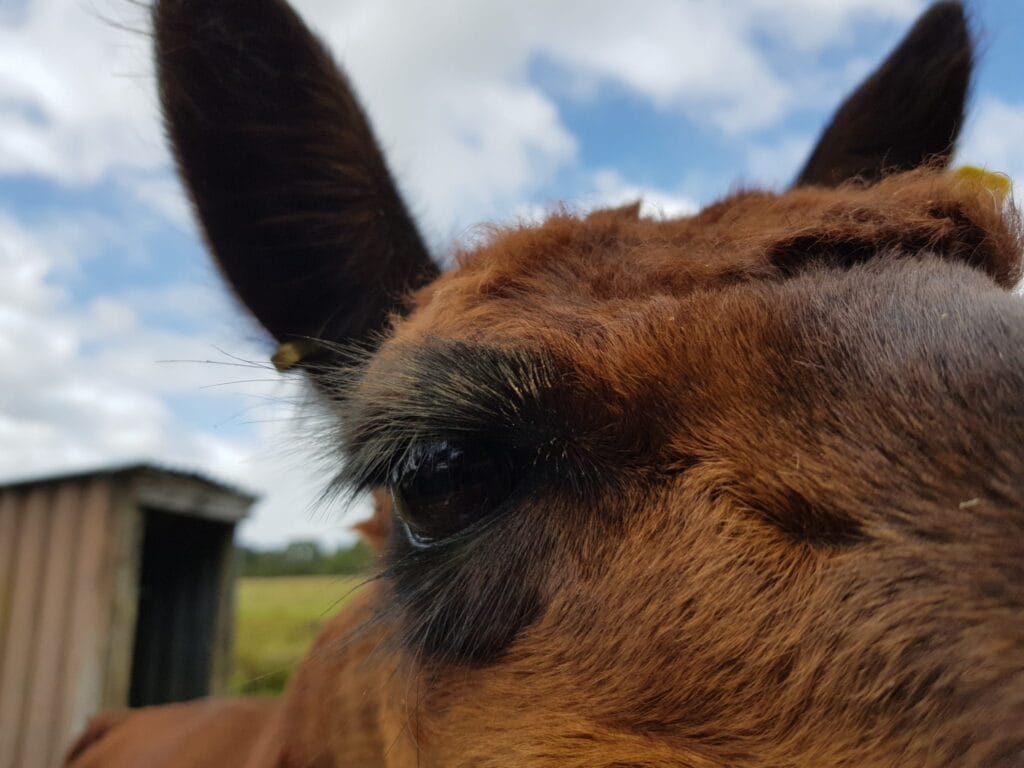 An alpaca eye - that's how close the alpca is