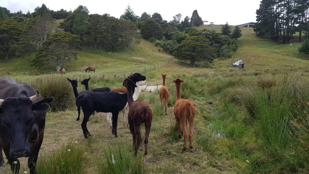 A herd of alpacas in a paddock