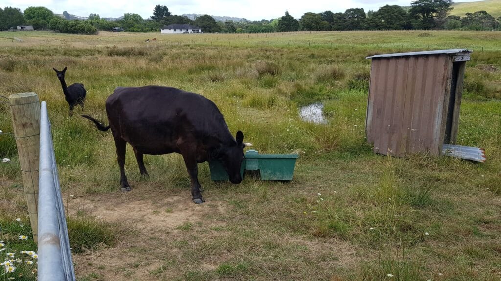 Big black cow with horns pushing around on a green plastic square water trough