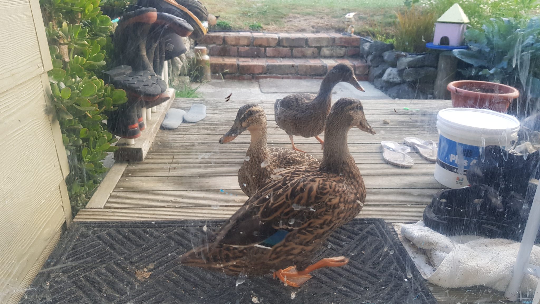 view through the front door glass onto some ducks on the footmat