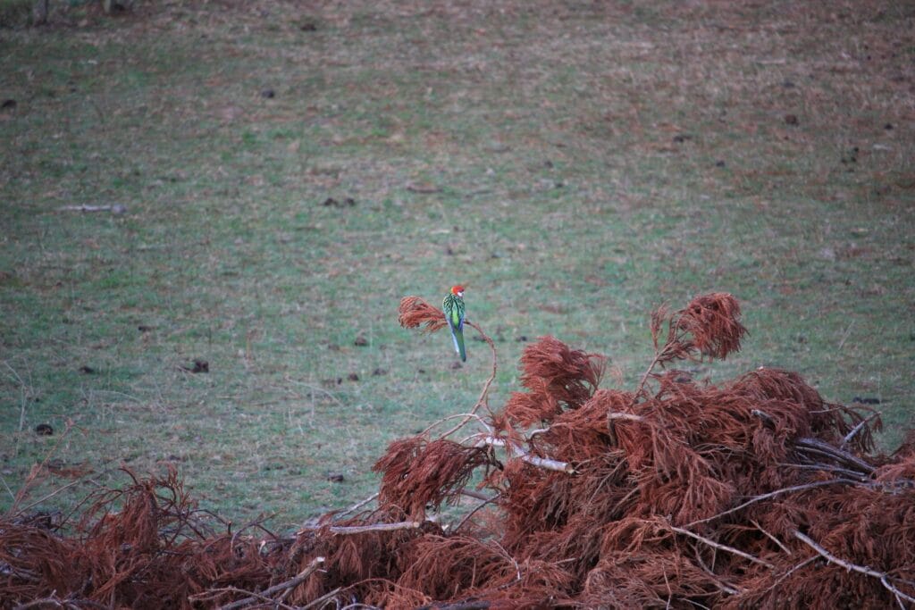 Two rosellas, a red-green little parrot-type bird, sitting in front of the pirewood pile