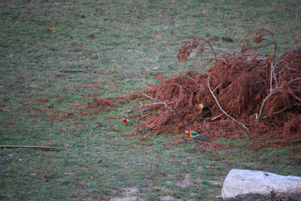A rosella, a red-green little parrot-type bird, sitting on a branch of the pirewood pile