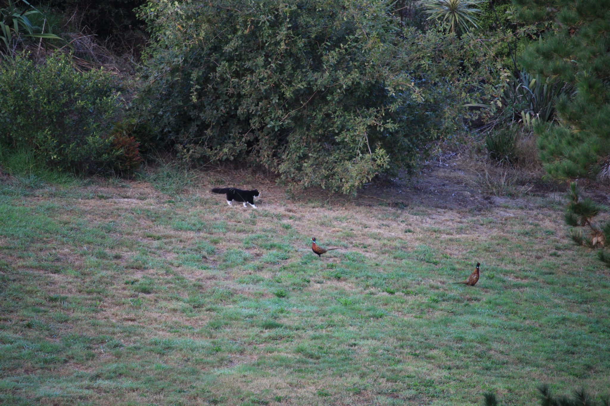 A fluffy tomcat sneaking across the grass towards two phesants.