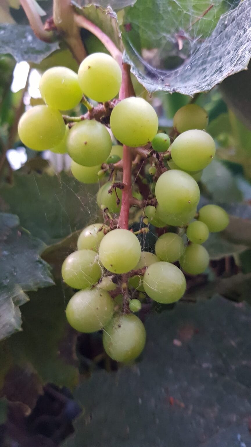 Green grapes on a vine