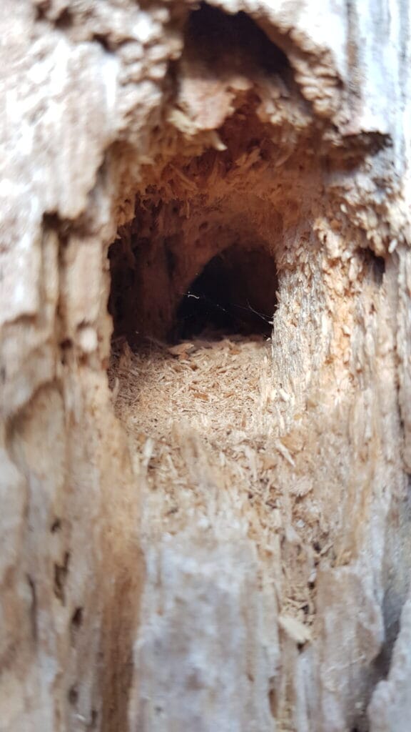 Closeup of hole in old tree