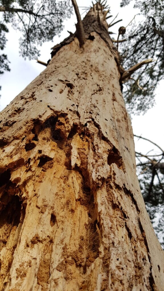 Picture of barkless tree with many holes