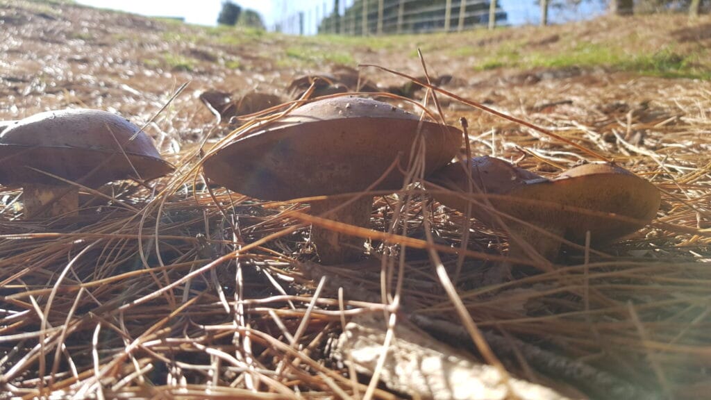 Closeup of a mushroom with blurry grassed paddock fading into distance behind