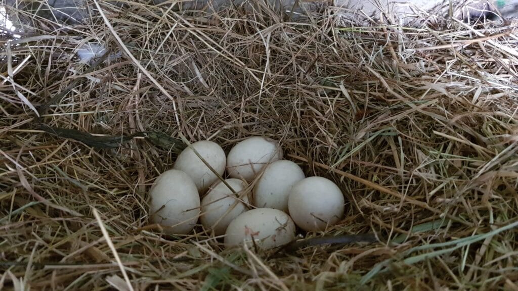 Seven white duck eggs in some hay