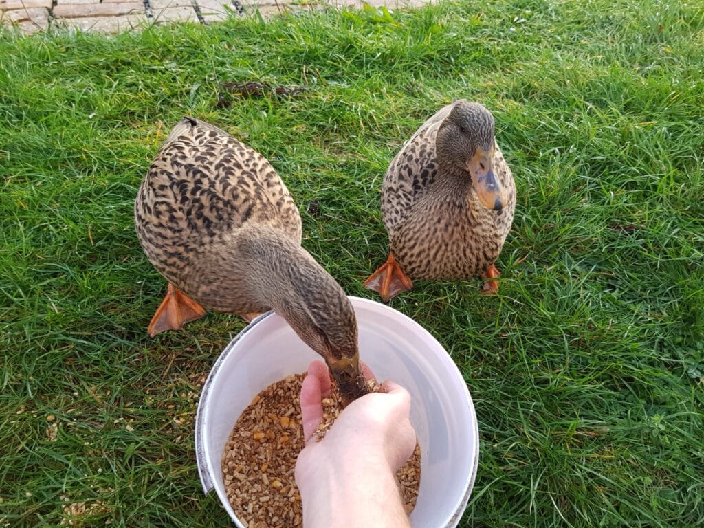 Two brownish mallard ducks being fed by hand out of a feed bucket