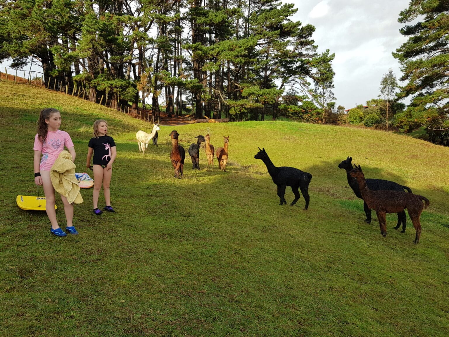 two young girls in togs making their way down the hill, with boogie boards, surrounded by alpacas