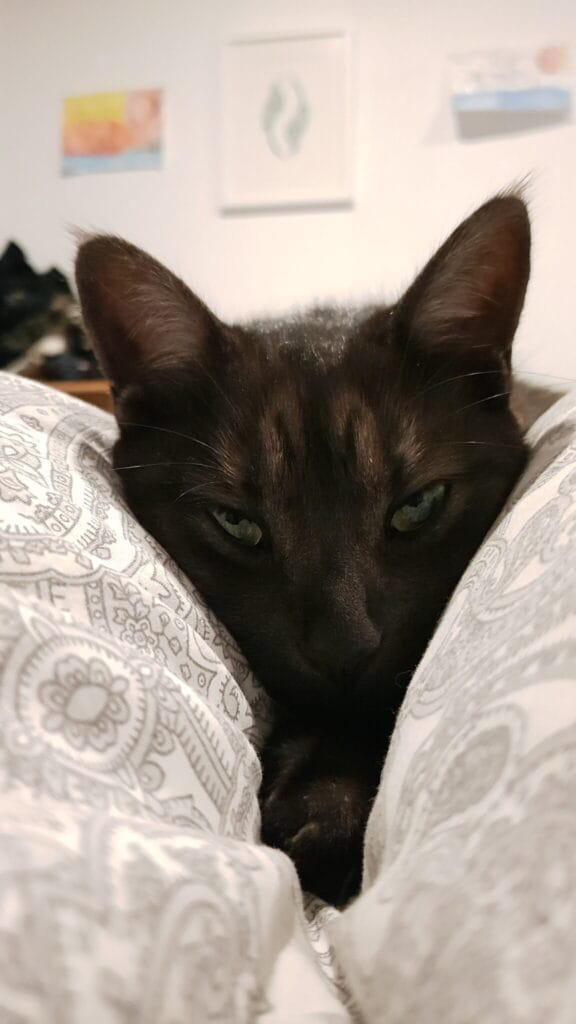 Picture of Ziggy with green blue eyes with her head in a almost triangular fold in the bed duvet