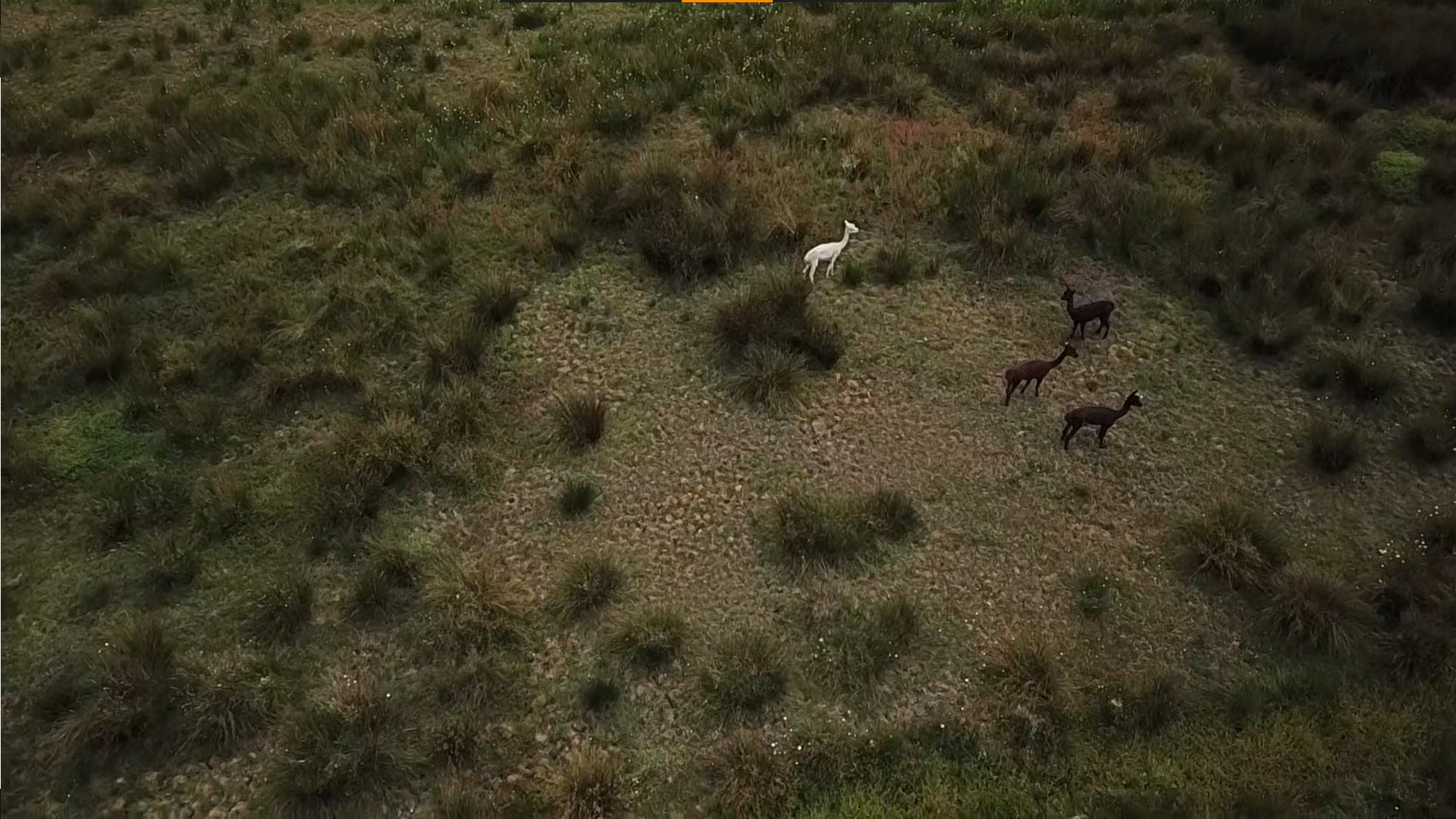 Aerial view of some alpacas in a green paddock
