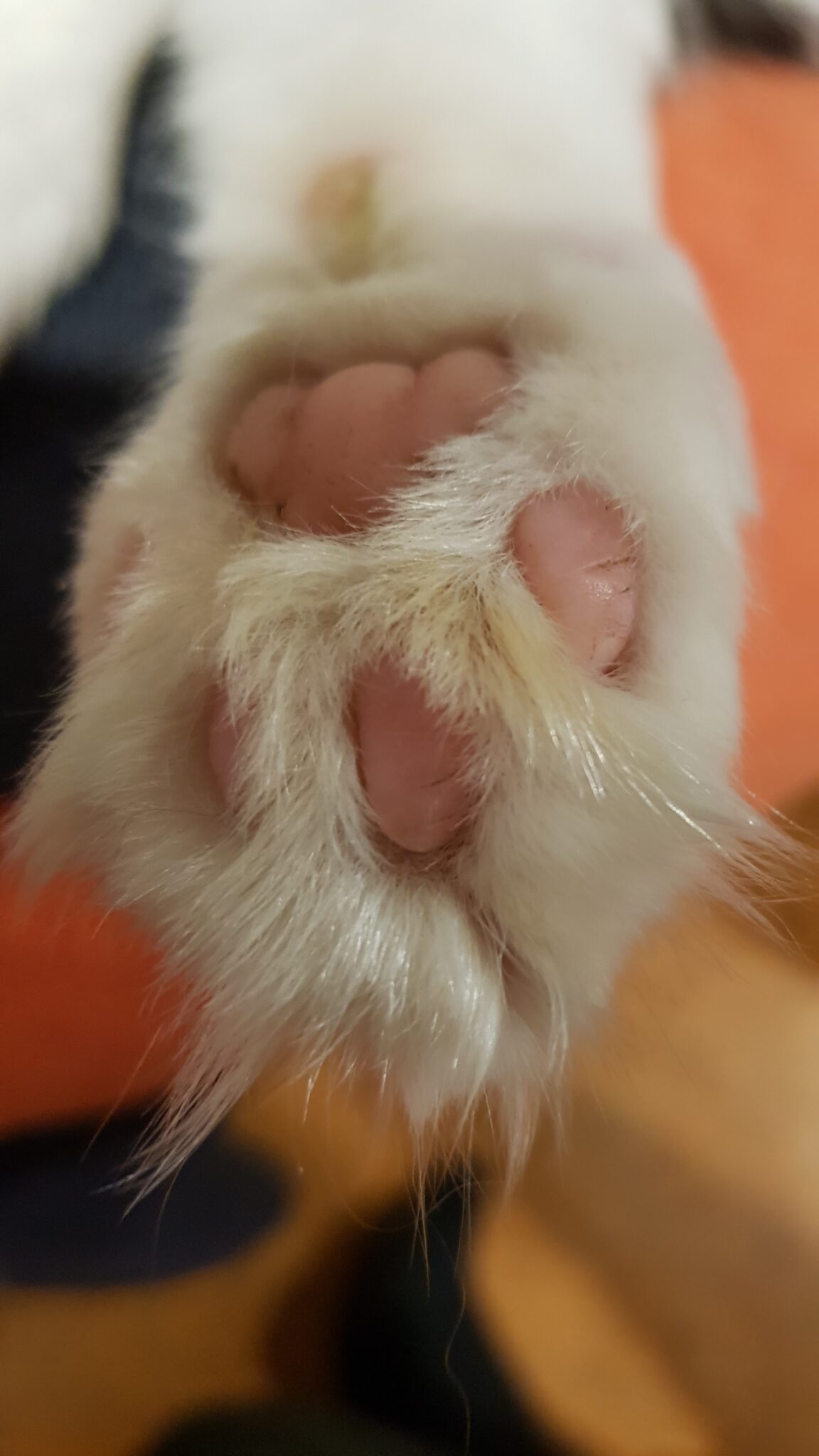 Close-up image of a flufft cat pow underside with toebeans