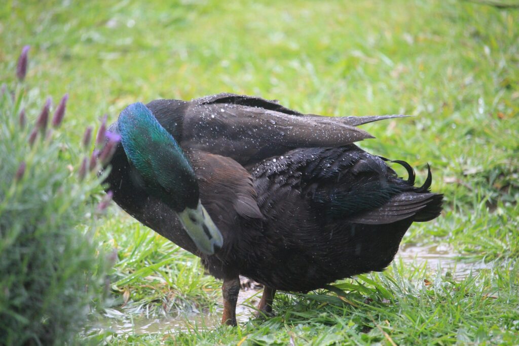 Black Cayuga Duck cleaning himself on the lawn with water droplets running off his feathers