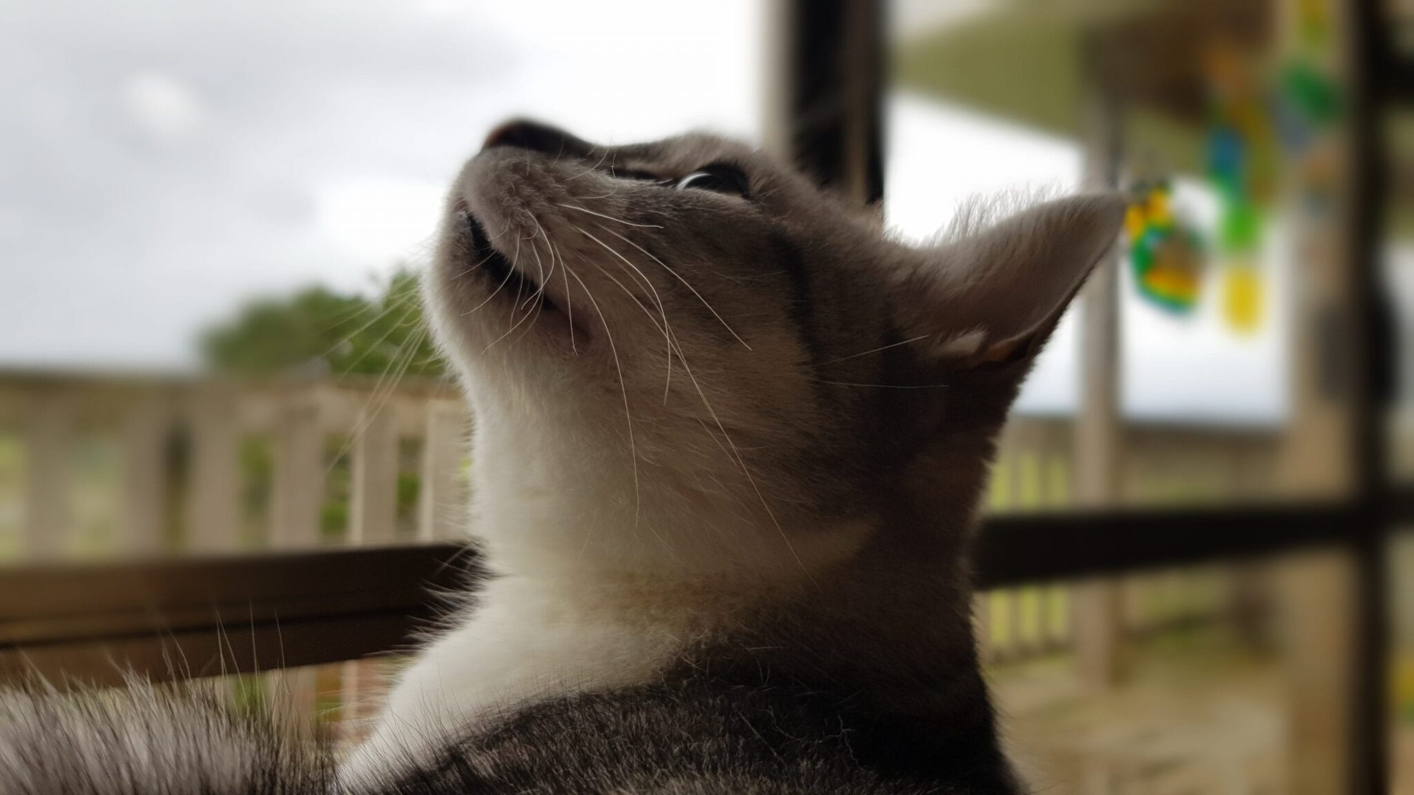 Cat with head up in the air