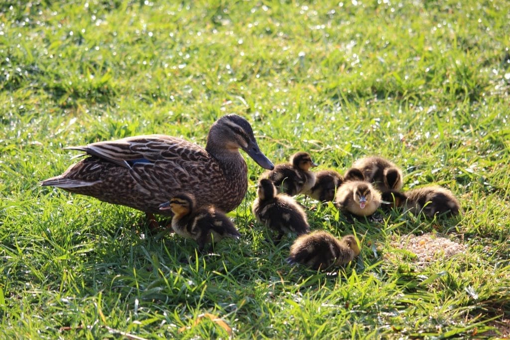 Duck with ducklings