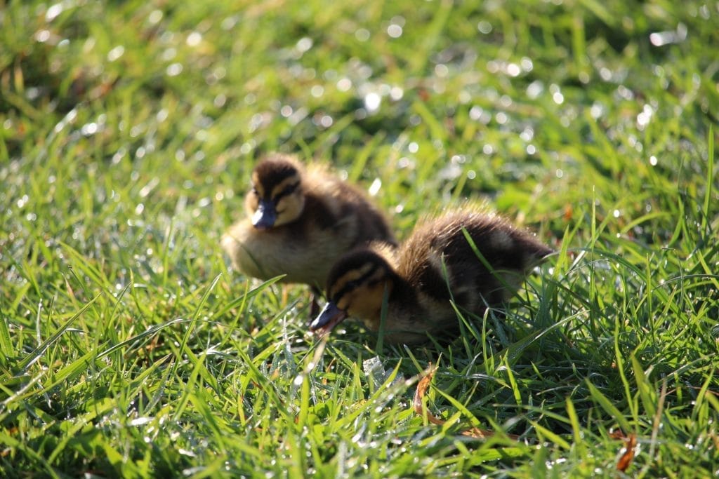 Duck with ducklings