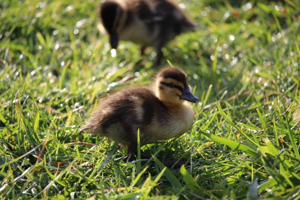 Duck with ducklings