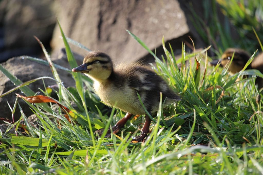 Duck with ducklings