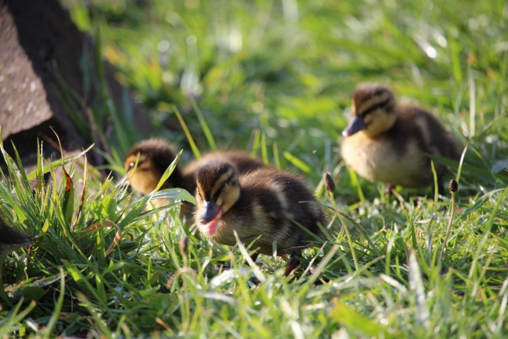 Duck with ducklings