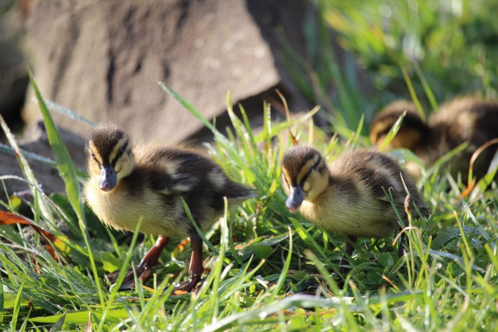 Duck with ducklings