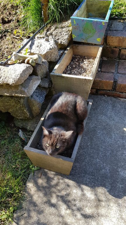 Black cat in a wooden planter box