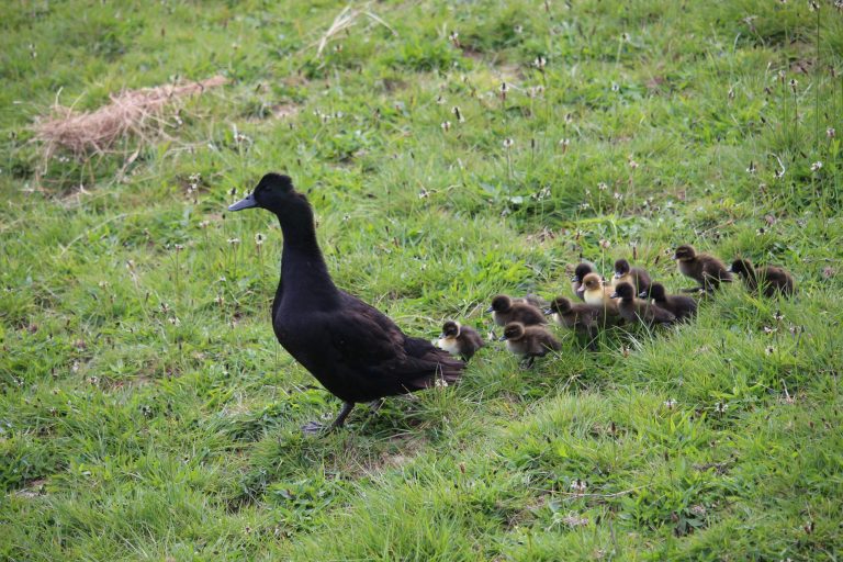 A Black Cayuga duck with 12 ducklings waddling behind her in the paddock