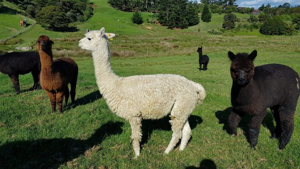 Alpacas in the lower paddock