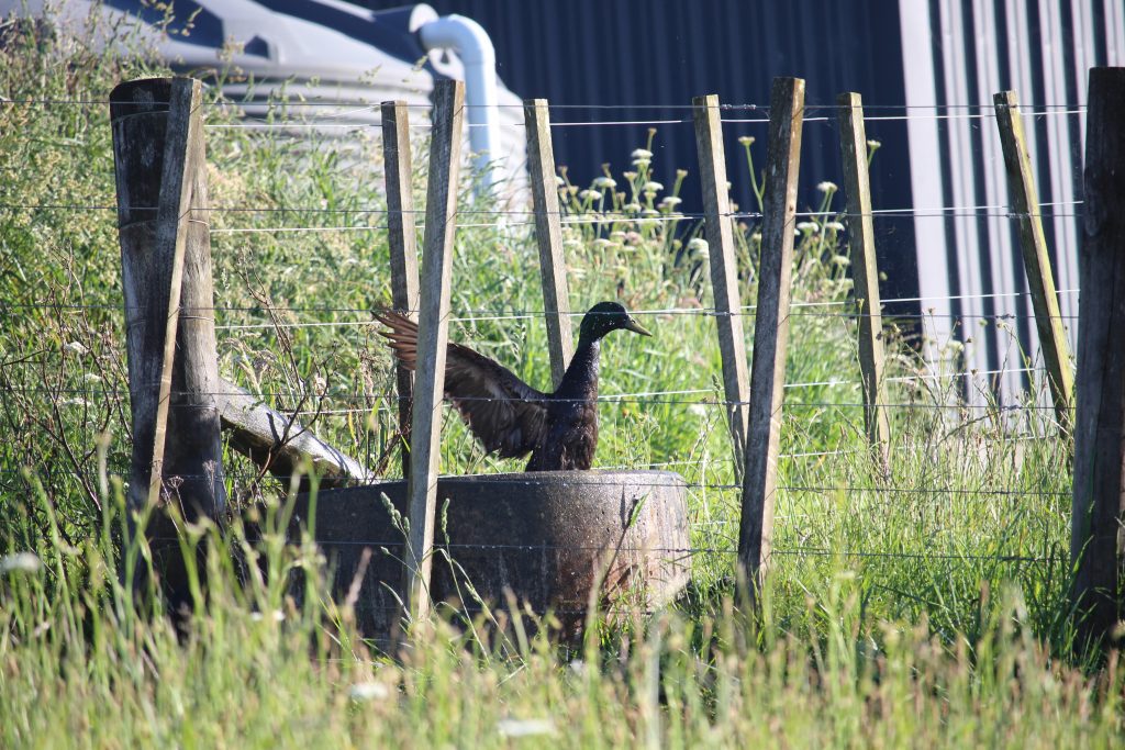 Duck in the water trough