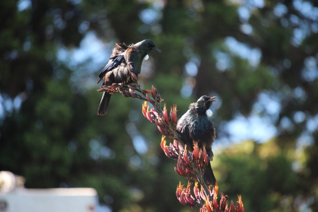 Two scruffy tuis in the harakeke (flax bush)