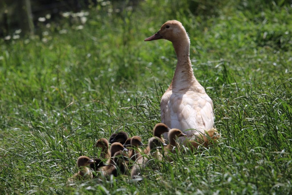 A yellowish Buff Orpington duck with her ducklings