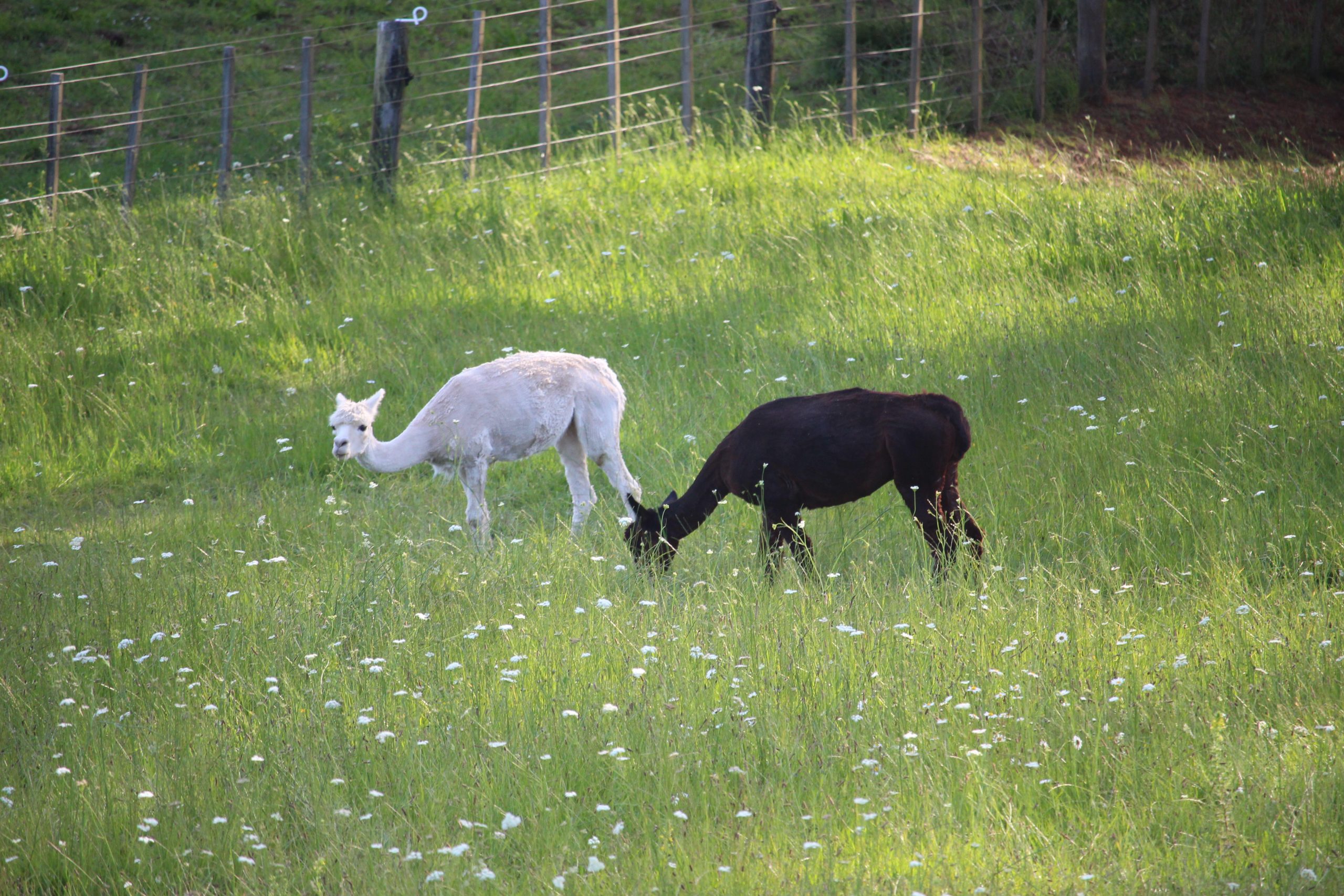 Two alpacas in thick green grass