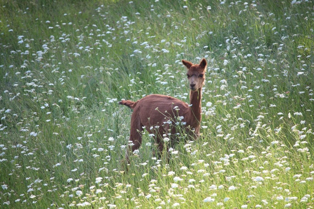 Brown alpaca in the high grass