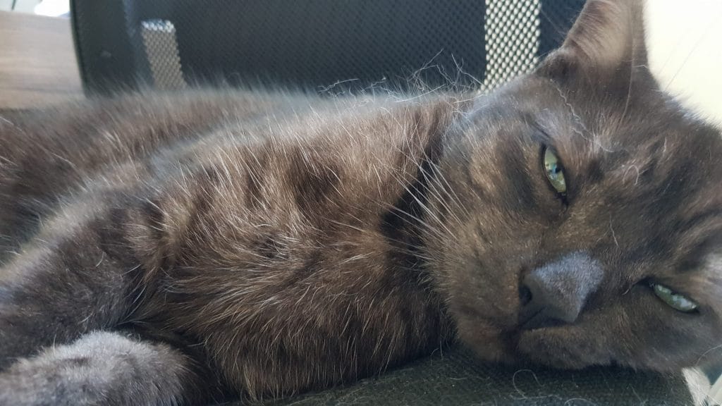 Ziggy, our charcoal cat having a snooze