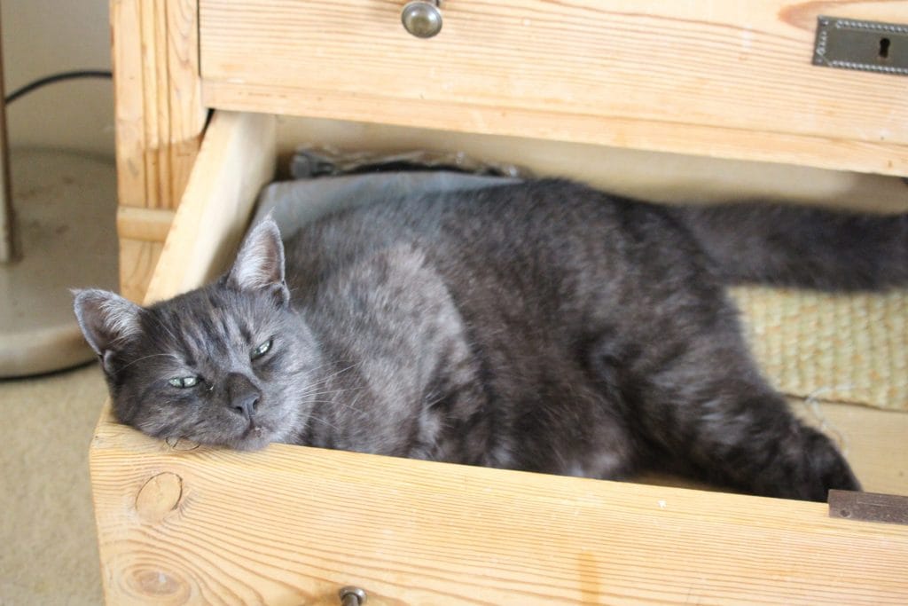 Charcoal cat awkwardly laying in drawer