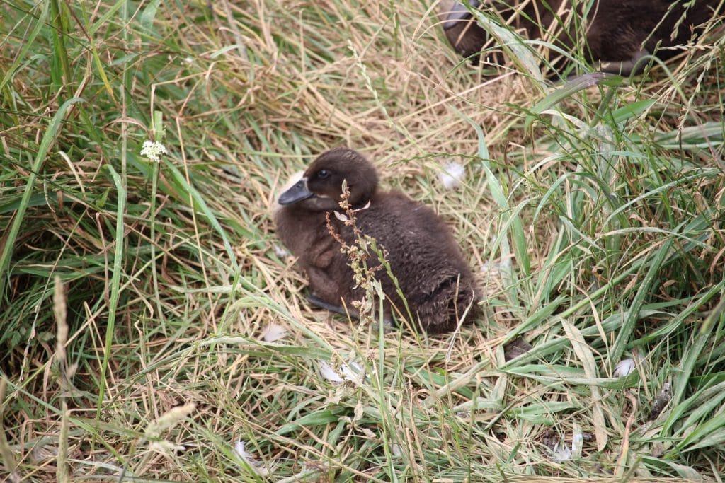 Duckling in the grass