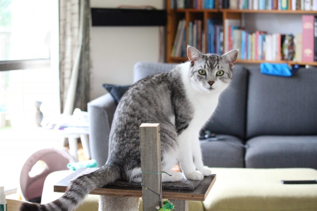 Grey cat sitting on the top platform of a cat tree