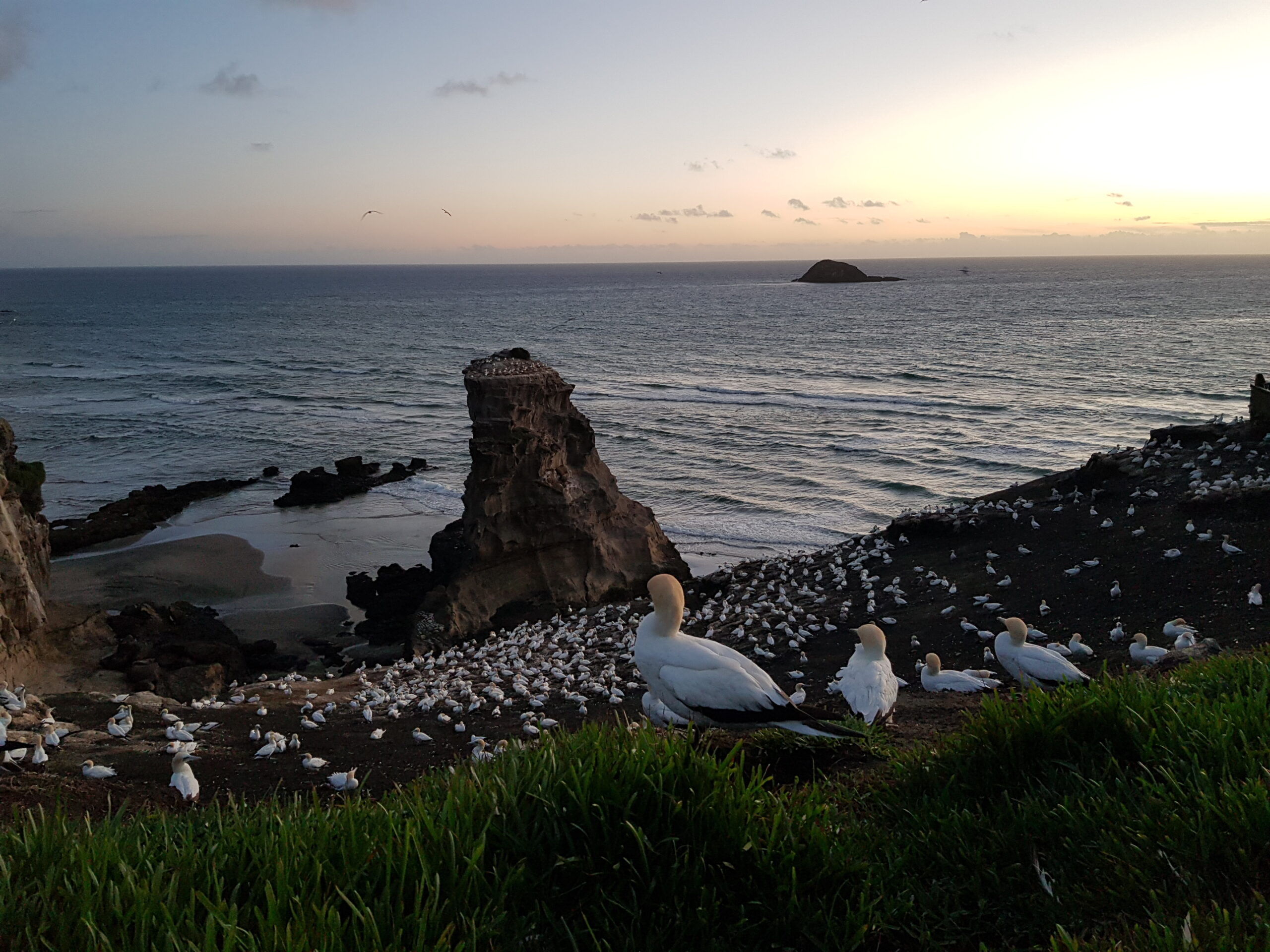 View across gannet colony with a gannet in the foreground and a large rock in the ocean behind.
