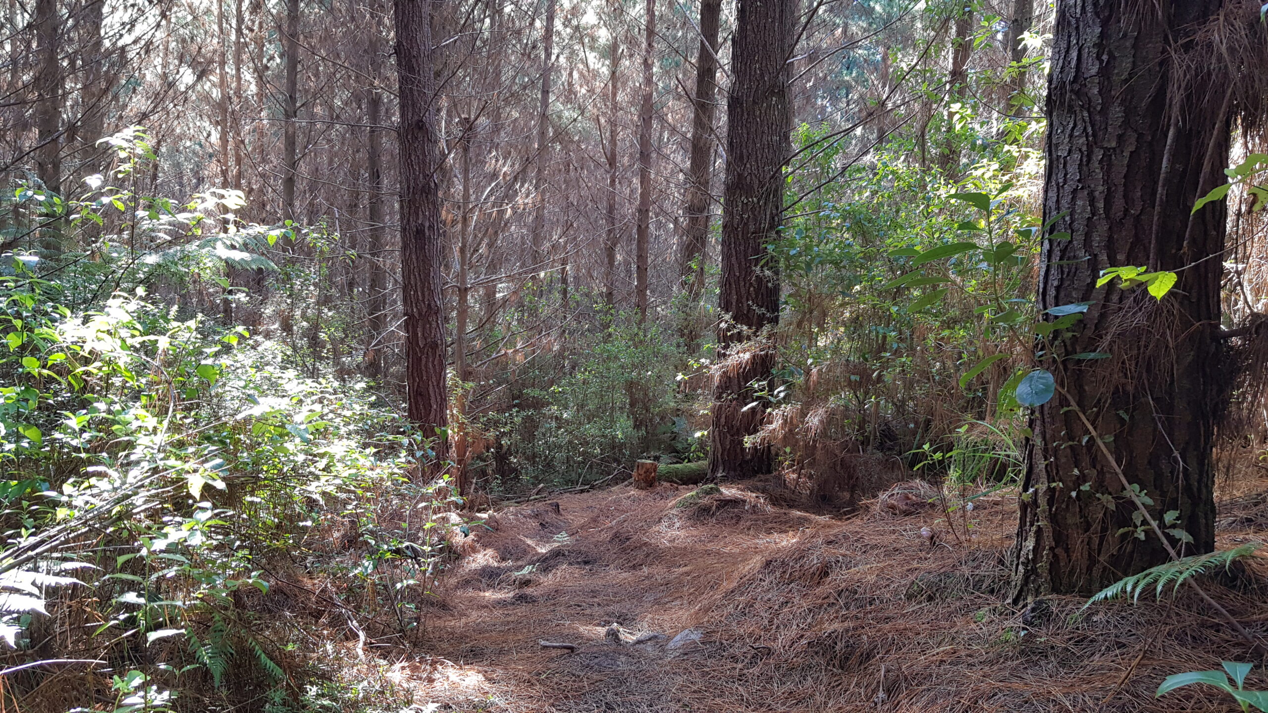 Pine forest with undergroth each side of a track covered in brown pine needles
