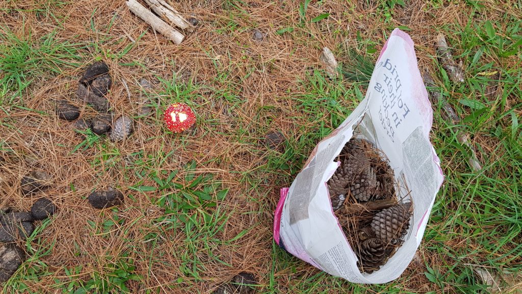 Bright red toadstool next to almost full bag with pine cones