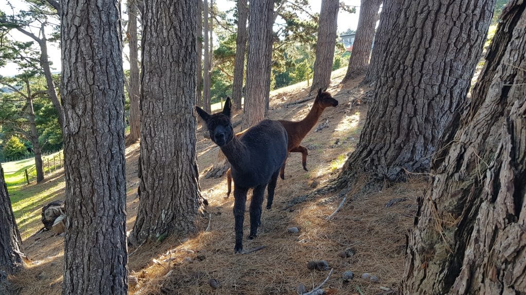 Two alpacas between pine trees on a hill