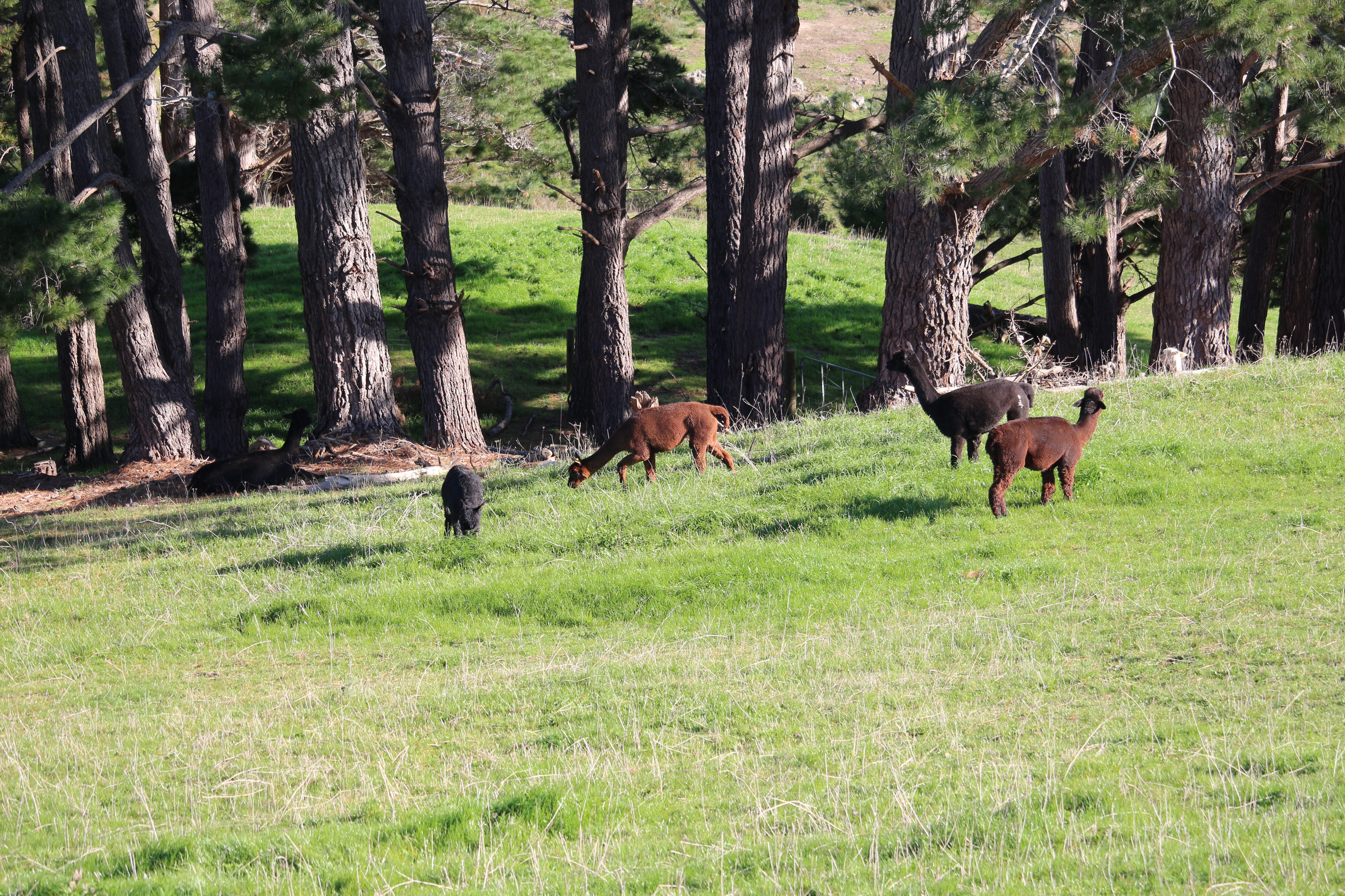 Several light brown to black coloured alpacas in a grassy green paddock sloping down with pine tree trunks in the background