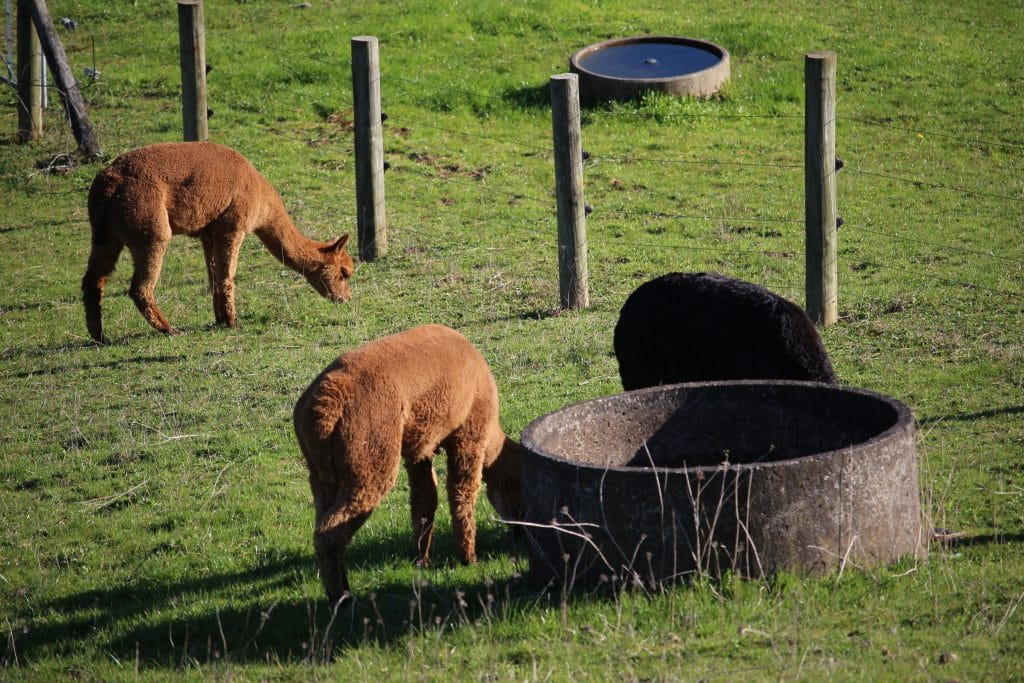 Several alpacas around a concrete water trough in a green paddock