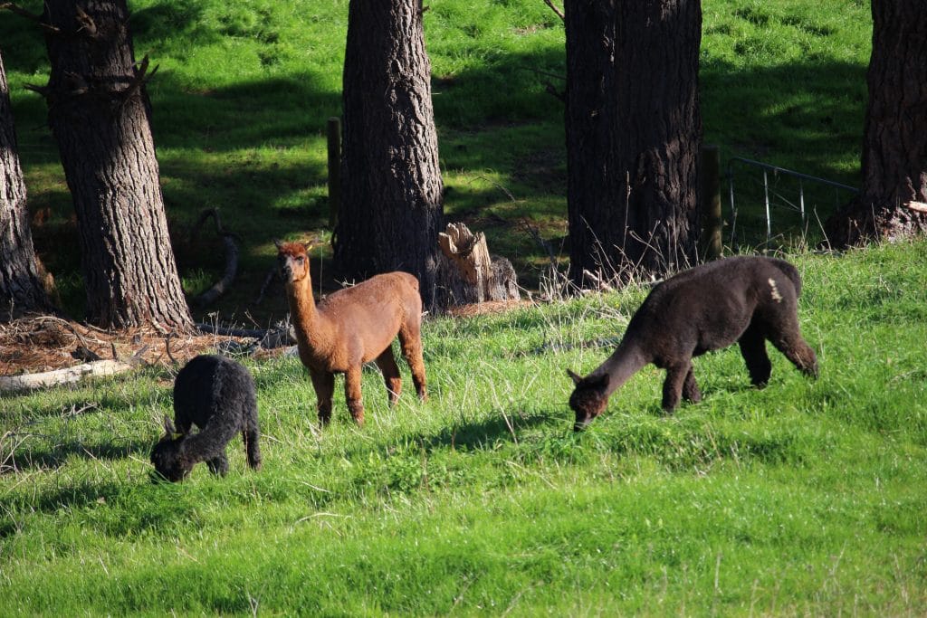 Several light brown to black coloured alpacas in a grassy green paddock sloping down with pine tree trunks in the background