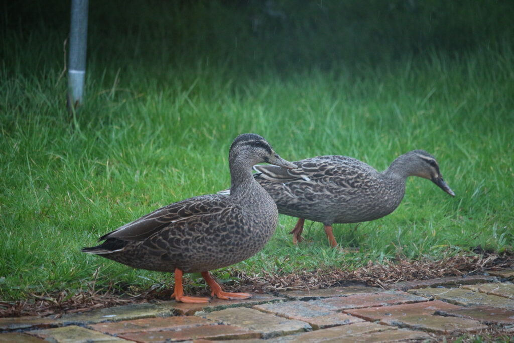 Two grey ducls and a brick pathway in the wet with wet grass behind them.