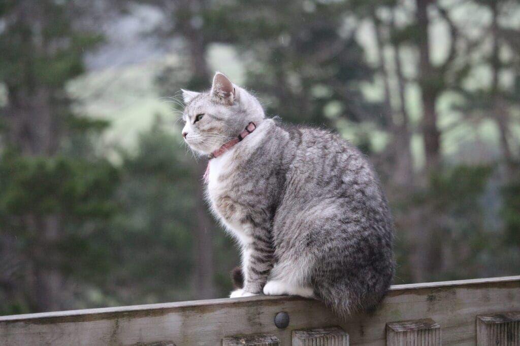 Grey cat sitting on balustrade gazing into the distance